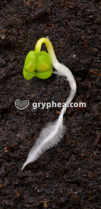 Germination d'une graine de Radis - gryphea.com